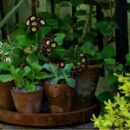 6 Great Garden Design Ideas and Inspirations