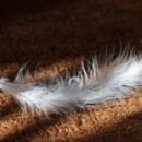 Why to Hire a Professional Carpet Care Company and What to Look For