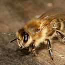 Bee Removal from Your Home