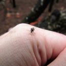 4 Proven Solutions to Get Rid of Mosquitoes