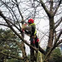 5 Important Tips to Make the Tree Removal Process Easy and Smooth
