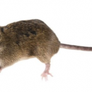 5 Proven Ways to Get Rid of Mouse Infestation